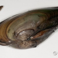 Swollen River Mussel